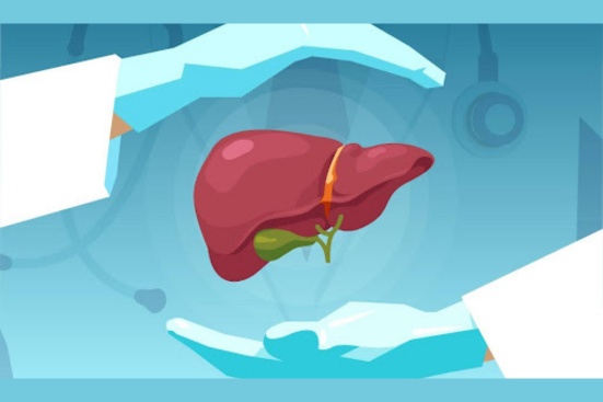 A doctor displaying a healthy liver