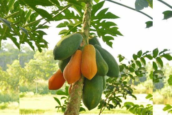 An image of a papaya tree
